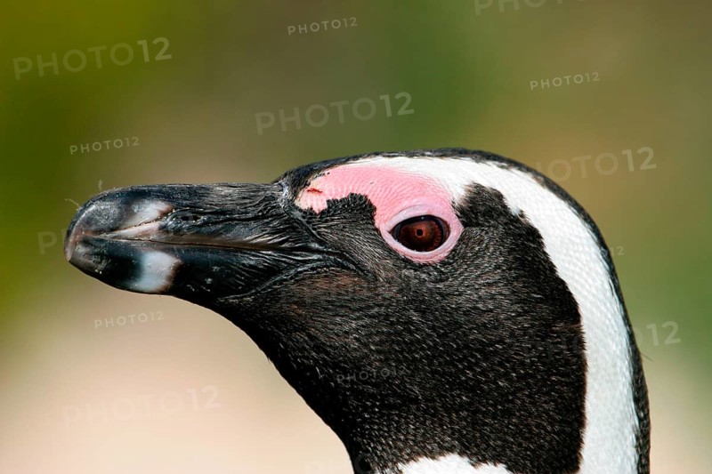 African penguin