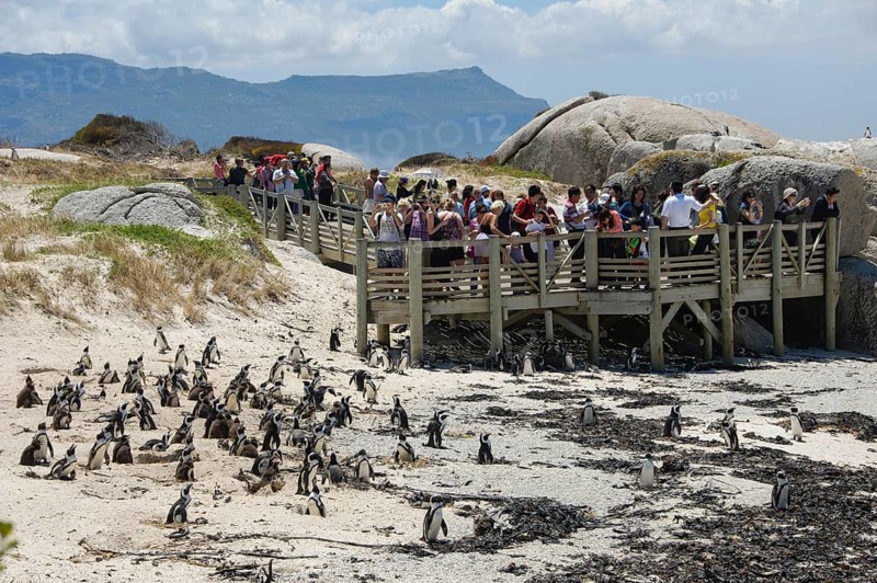 African penguin