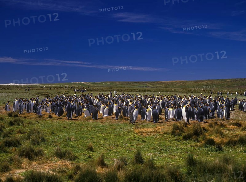 Aptenodytes patagonica