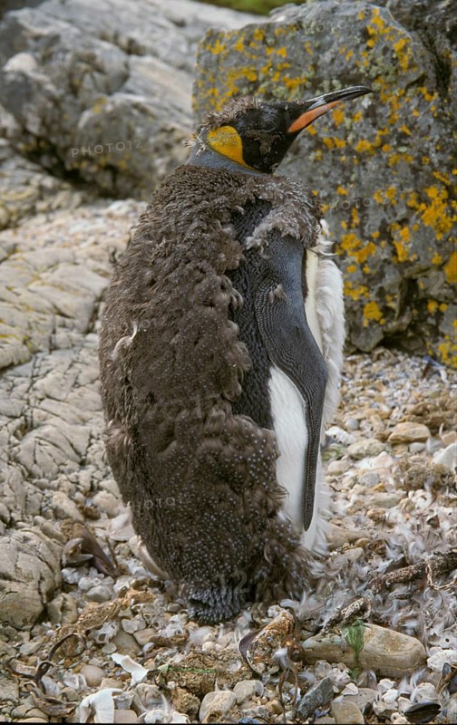 Aptenodytes patagonica