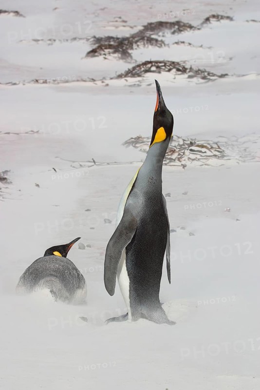 Aptenodytes patagonica