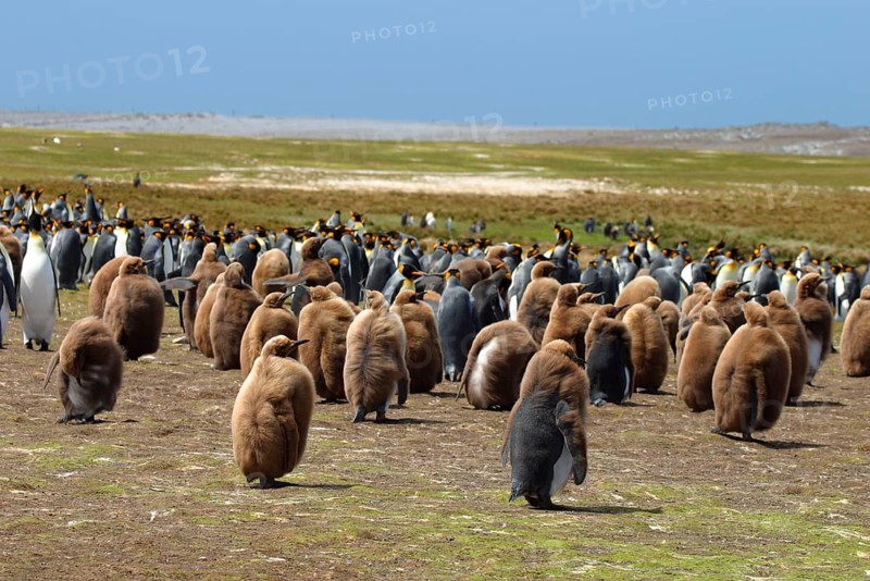 Aptenodytes patagonica