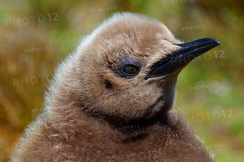 Aptenodytes patagonica