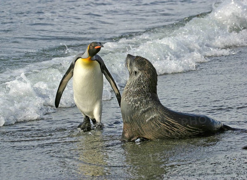 Aptenodytes patagonica