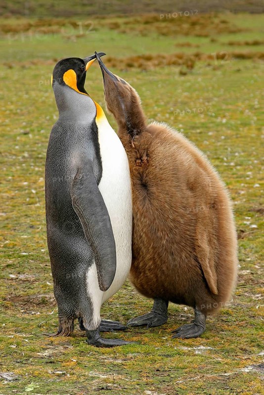 King penguin