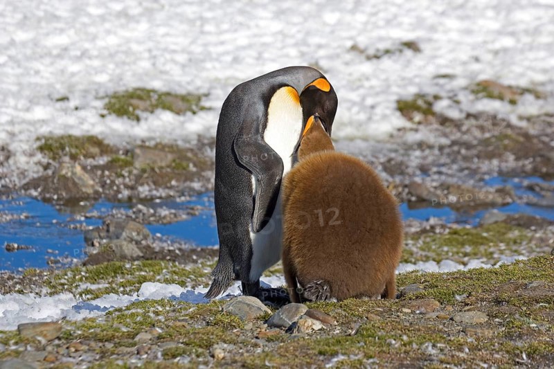 Aptenodytes patagonica