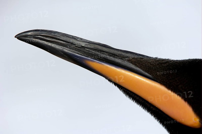 Aptenodytes patagonica
