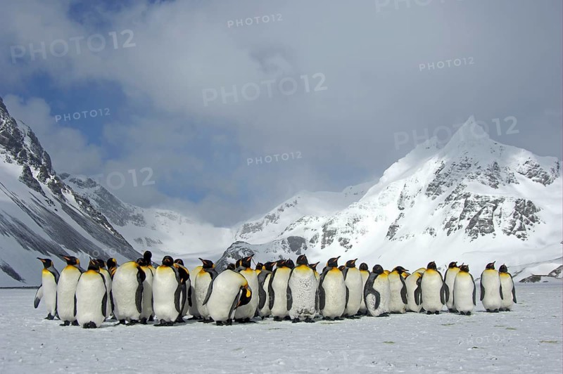King penguin