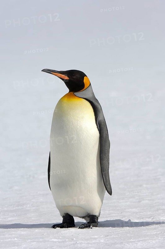 Aptenodytes patagonica