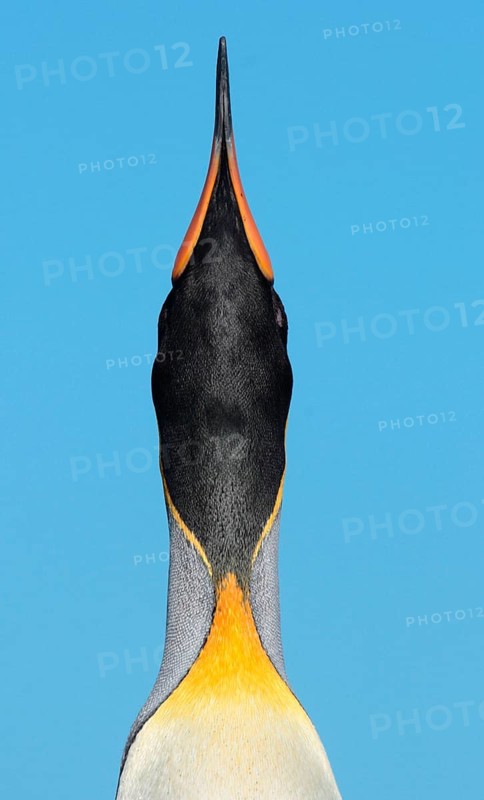 King Penguin