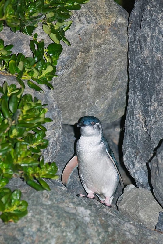 Little little penguin