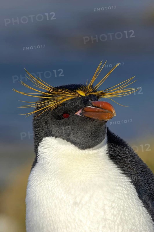 Macaroni Penguin adult