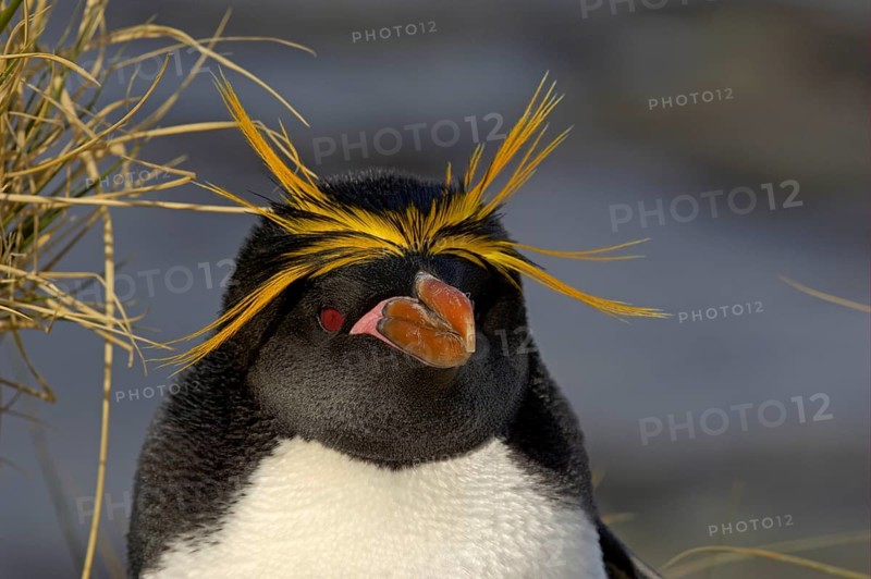 Macaroni Penguin adult