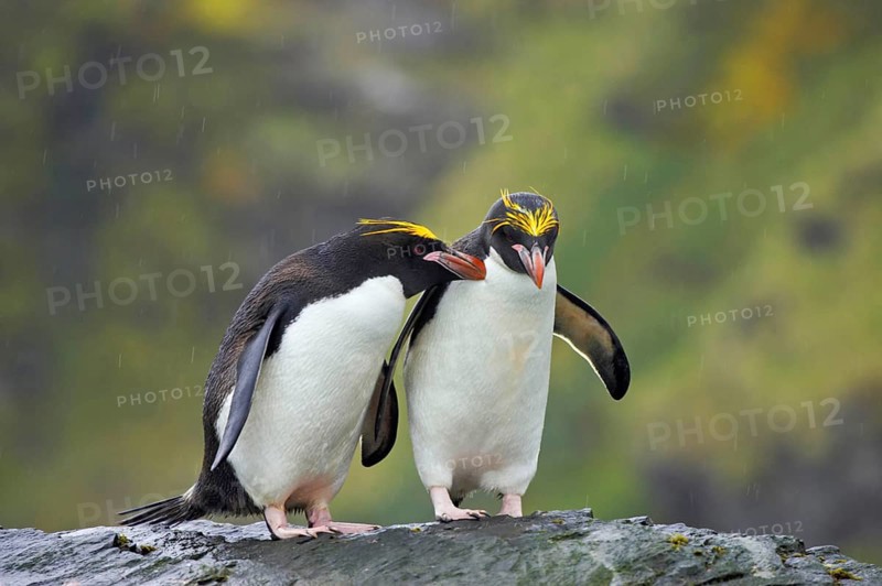 Macaroni penguin