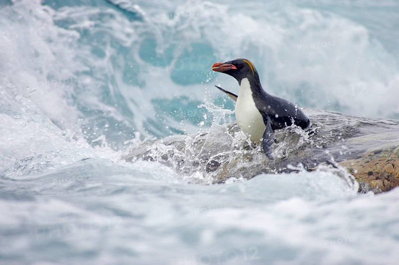 Macaroni Penguin adult