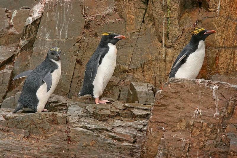 Macaroni penguin