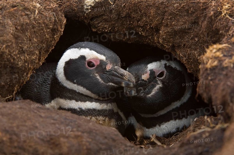 Magellanic penguin
