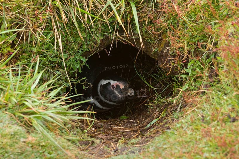 Magellanic penguin