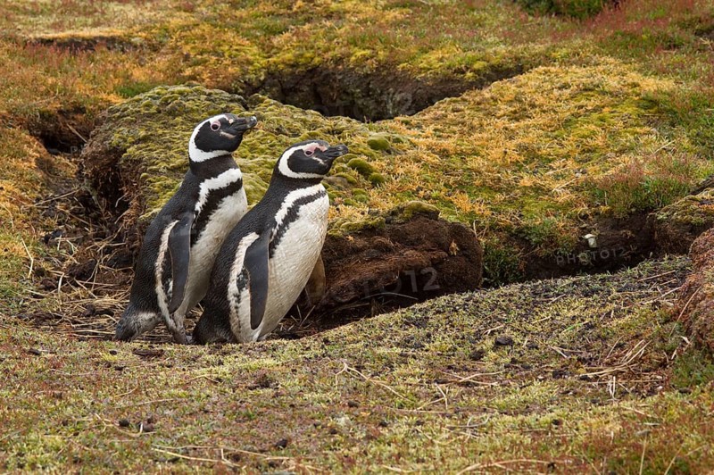 Magellanic penguin
