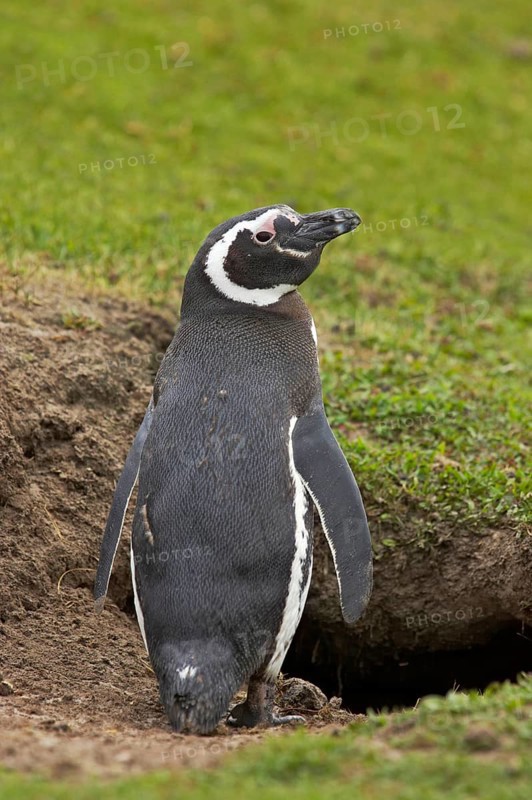 Adult magellanic penguin