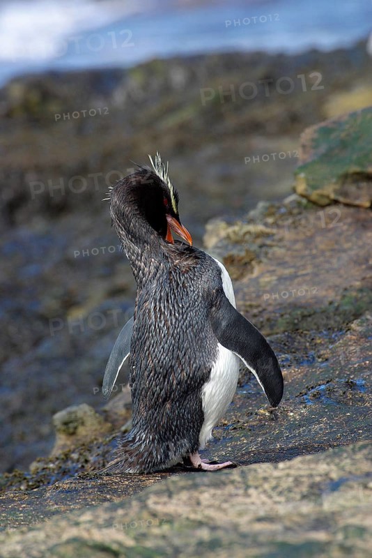 Southern rockhopper penguin
