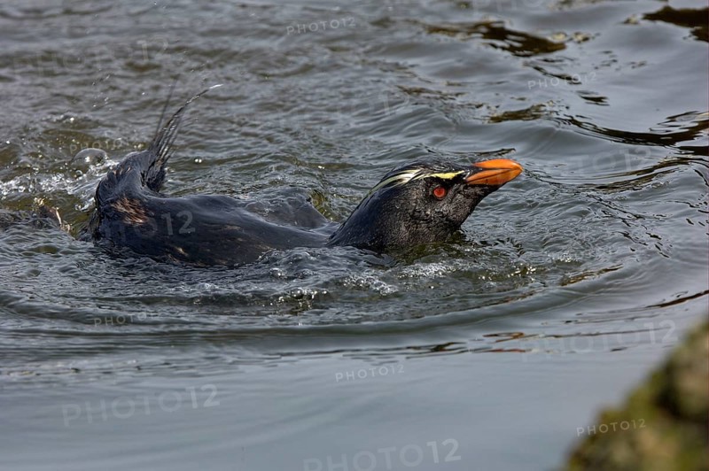 Southern rockhopper penguin