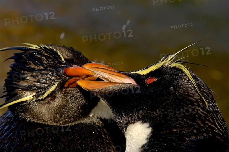 Southern rockhopper penguin