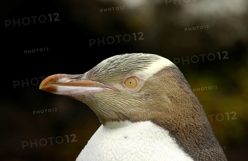 Yellow Eyed yellow-eyed penguin