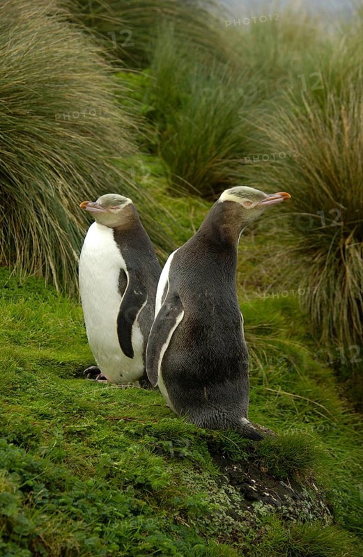 Yellow-eyed Penguin