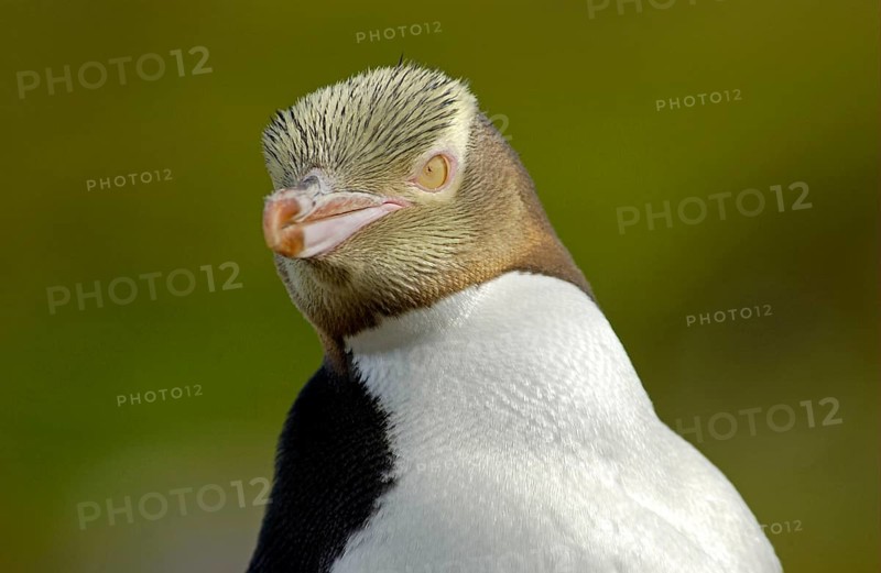 Yellow-eyed penguin