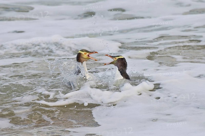 Yellow-eyed penguin