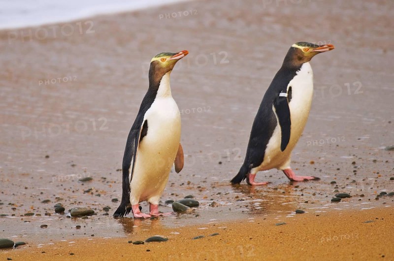 Yellow-eyed penguin