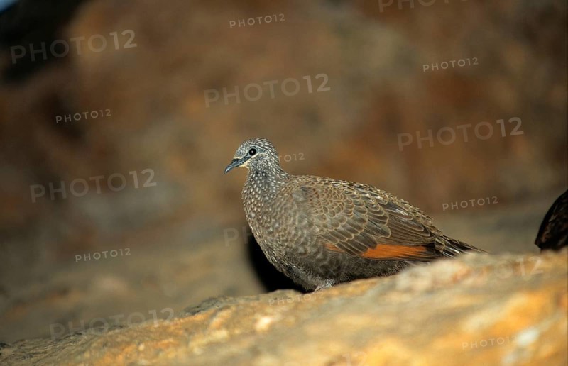 Red-quilled Rock Pigeon