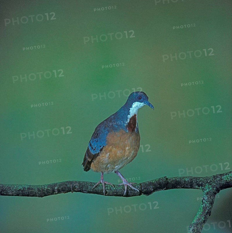 Mindanao bleeding-heart