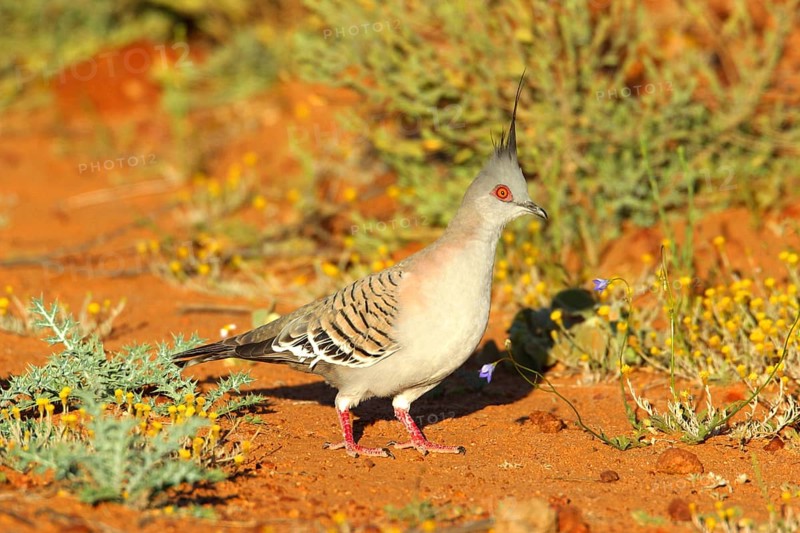 Crested Pigeon