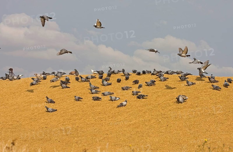Rock dove