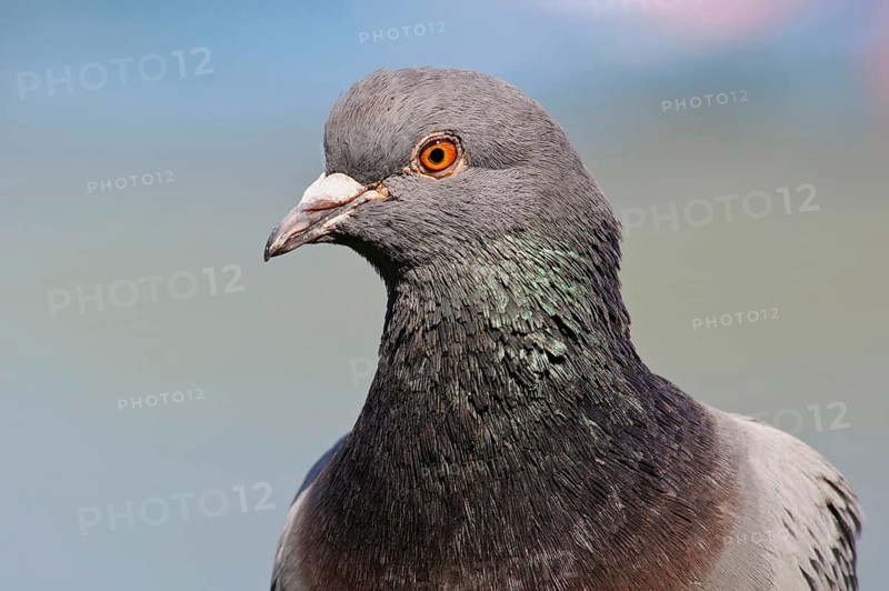 Adult rock dove