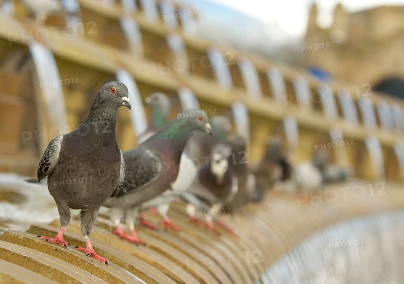 Feral Pigeon
