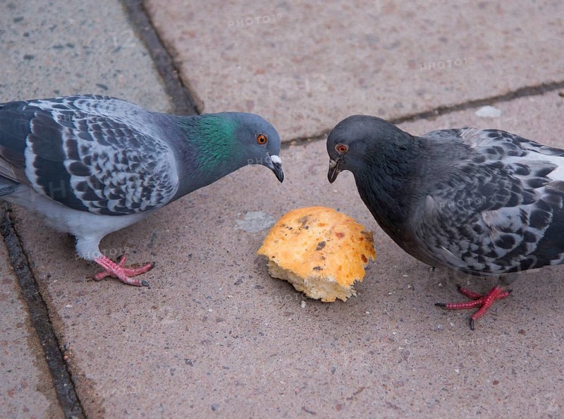 Rock dove