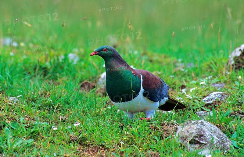 Maori Fruit Pigeon