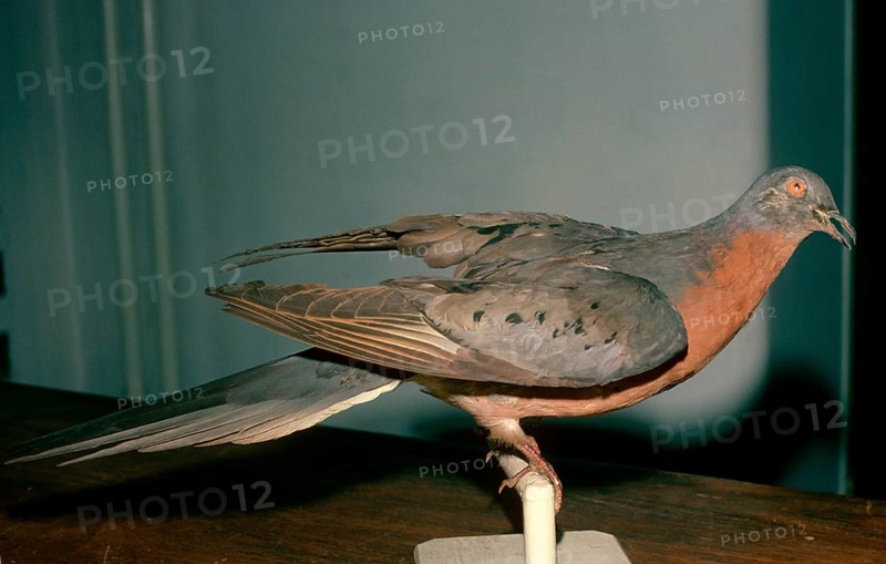 Passenger pigeon