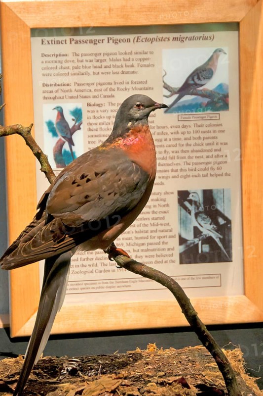Passenger pigeon