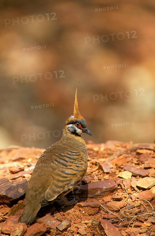 Spinifex Pigeon