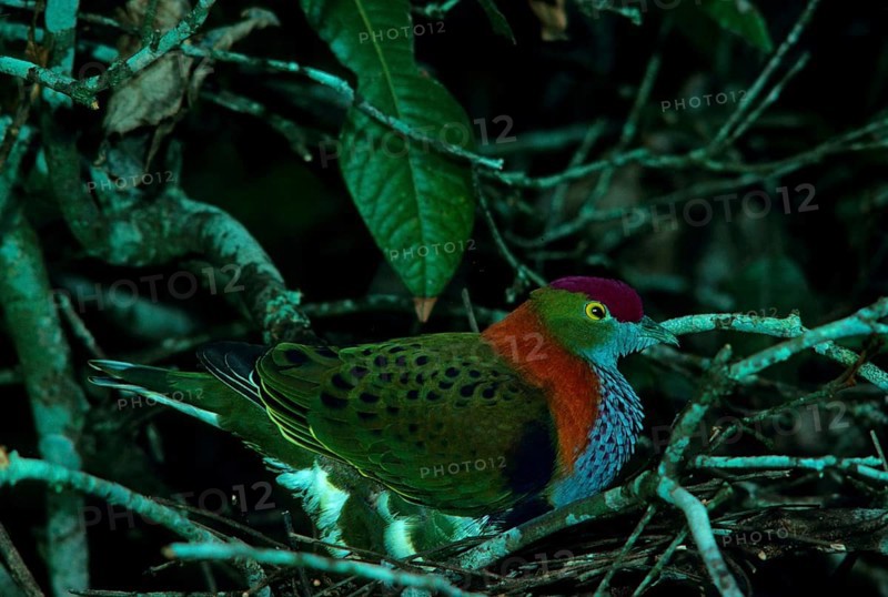 Superb fruit dove
