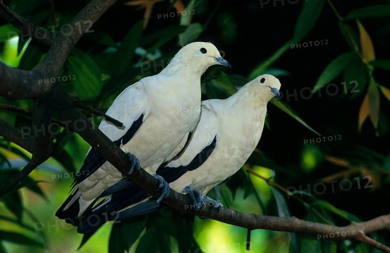 Pied imperial pigeons