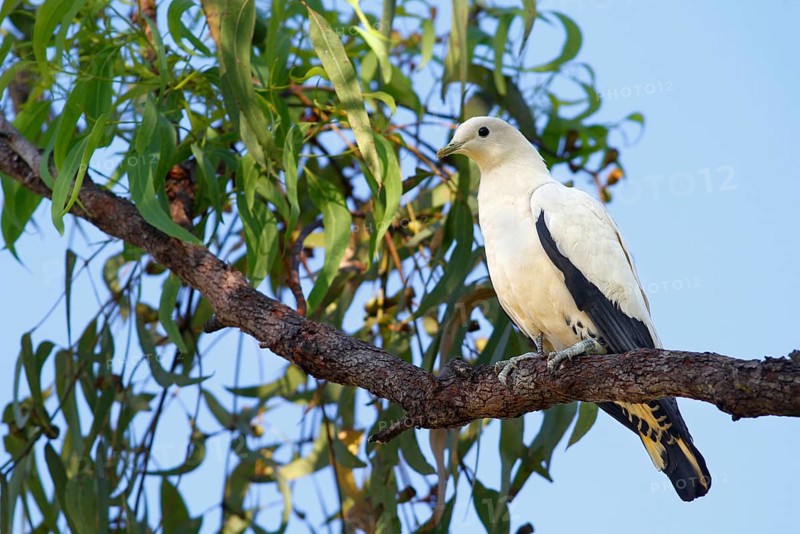 Pied pied imperial pigeon