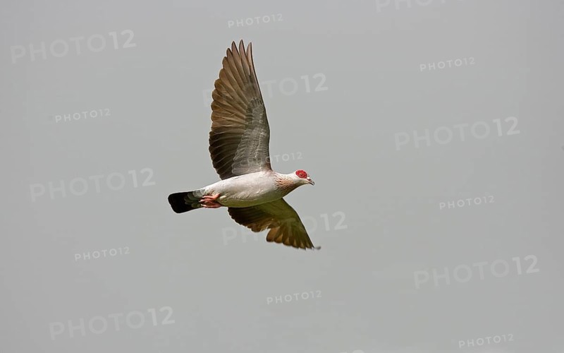 Guinea pigeon
