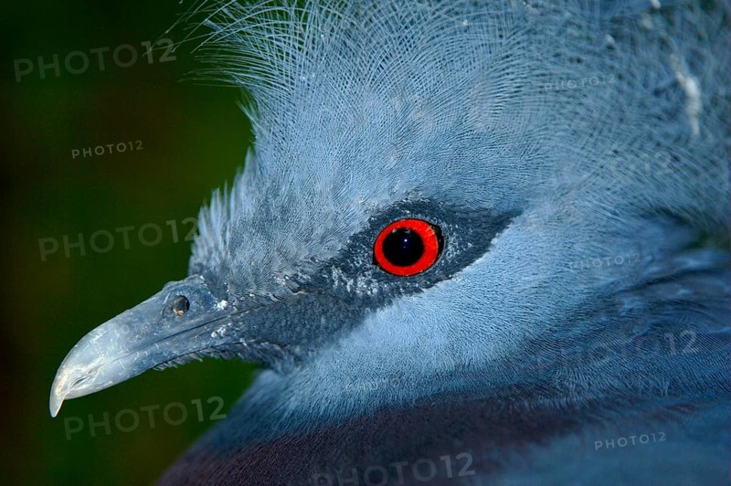 Fan-tailed Pigeon