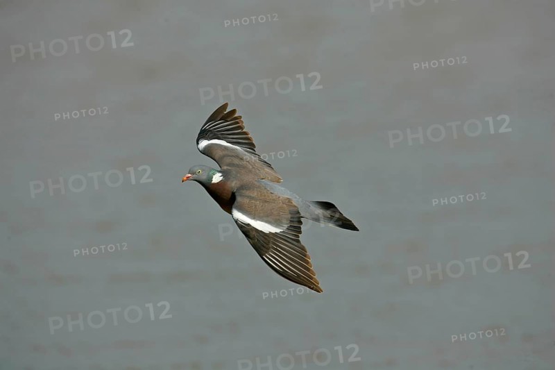 Wood Pigeon