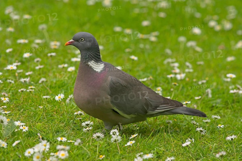 Wood Pigeon